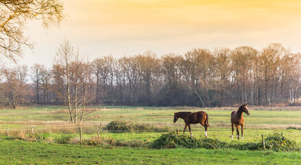 Horses grazing in the fields at sunset in Oudemolen, Netherlands