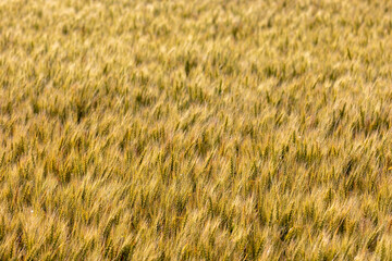 小麦のテクスチャ