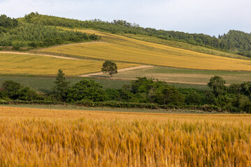 Fototapeta na wymiar 小麦畑の丘