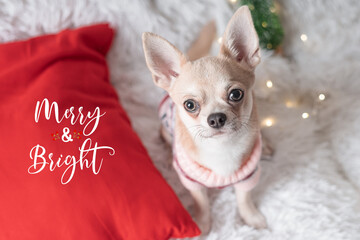 Cute little dog chihuahua dog in sweater lies on a blanket. Holidays greeting card with text Merry and bright