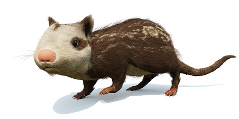 Alphadon, small extinct mammal from the Late Cretaceous that lived alongside dinosaurs, isolated on white background