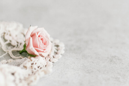 Studio shot of single pink rose and embroidered tulle