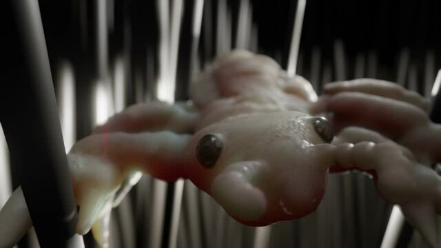 lice louse bug in hair