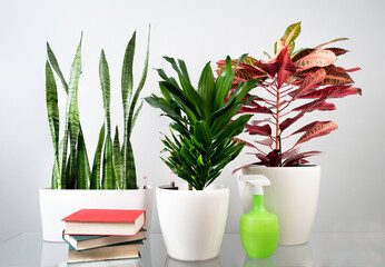 Houseplants in white pots on the table against the grey wall. © valphoto1965