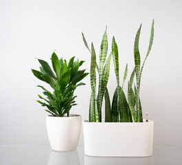 Houseplants in white pots on the table against the grey wall.
