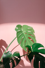 On top of the pink background, there's a monstera leaves.