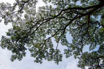 natural big wood tree background,