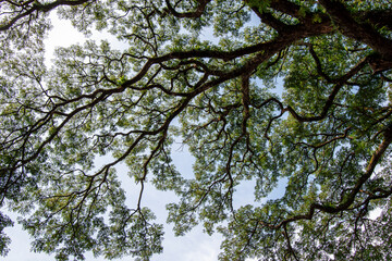 natural big wood tree background,