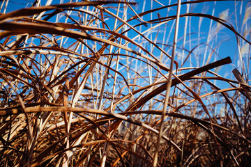 dry grass in the field