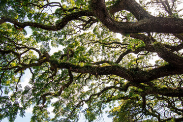 natural big wood tree background,
