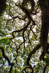 natural big wood tree background,