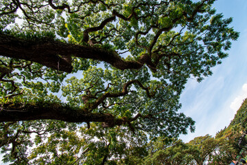 natural big wood tree background,