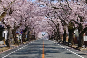 Poster 夜の森公園の桜（福島県・富岡町） © tk2001