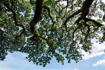 natural big wood tree background,