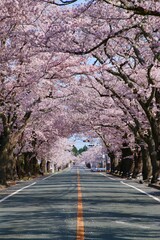 夜の森公園の桜（福島県・富岡町）