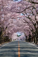 Plexiglas foto achterwand 夜の森公園の桜（福島県・富岡町） © tk2001