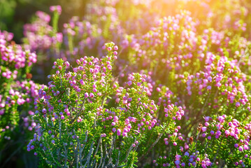 Blooming heather flowers