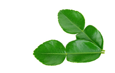 Kaffir lime leaf isolated on white background
