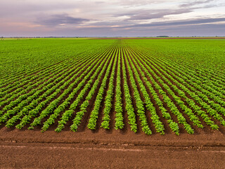 Aerial view of vast green potato field at dawn