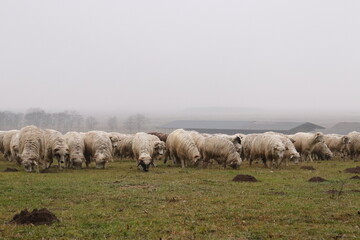 sheep in the field