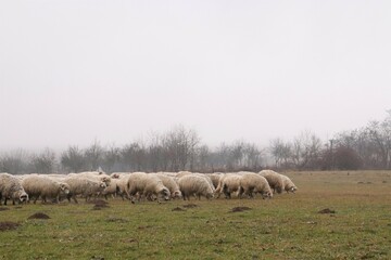 transhumance, flock of sheep, rainy day in December, flock of sheep in the field, grazing grass. Maramures area