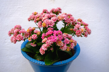 Decorative succulent Kalanchoe blossfeldiana in pink colors.Flaming katy, pink flower in blue pot hanging on white wall.