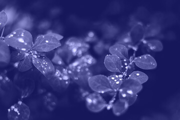 Wet red leaves with raindrops, macro background