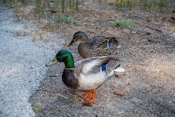 A bunch of Mallards at Idylwild, California