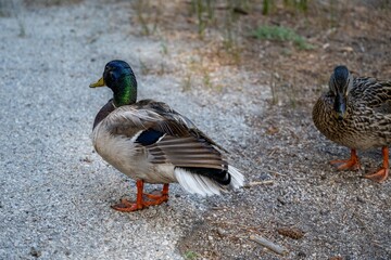 A bunch of Mallards at Idylwild, California