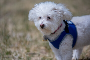 A Bichon Frise in Palm Springs, California