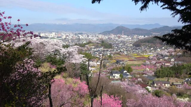 花見山の桜（福島県・福島市）