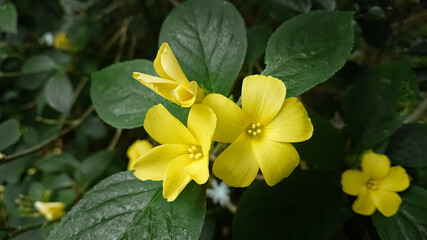 Guinea flower (Hibbertia dentata)