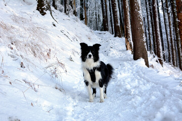 Czarno biały pies Border Colli w zimowym lesie