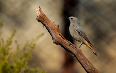 Black Redstart bird perched in its natural environment ( Phoenicurus ochruros )