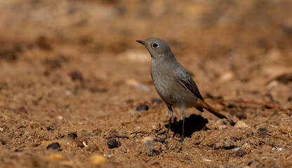 Black Redstart.black Redstart standing on the ground ( Phoenicurus ochruros )
