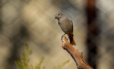 Black Redstart bird perched in its natural environment ( Phoenicurus ochruros )