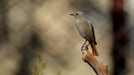 Black Redstart bird perched in its natural environment ( Phoenicurus ochruros )