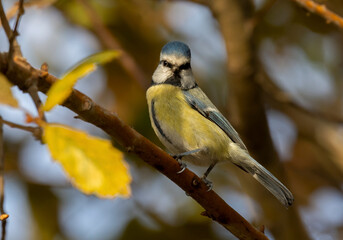 Fototapeta premium Cyanistes caeruleus bird perched on tree branch ( Eurasian Blue Tit ) 