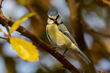 Fototapeta premium Cyanistes caeruleus bird perched on tree branch ( Eurasian Blue Tit ) 