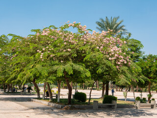 Luxor, Egypt - October 3, 2021: Green tree with bright white and pink flowers in the park.