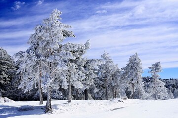 Snow covered pine trees after the storm - Sierra de Baza - obrazy, fototapety, plakaty