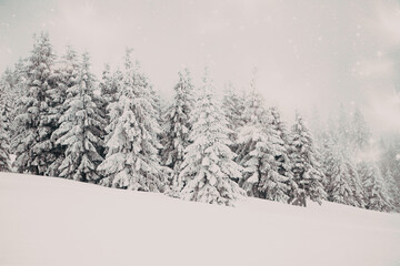 Fototapeta premium magic winter landscape with snowy fir trees