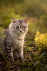 Naklejka na ściany i meble Photo of a sad gray cat in the green grass.