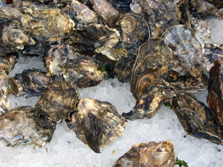 Fresh oysters on ice at a seafood market
