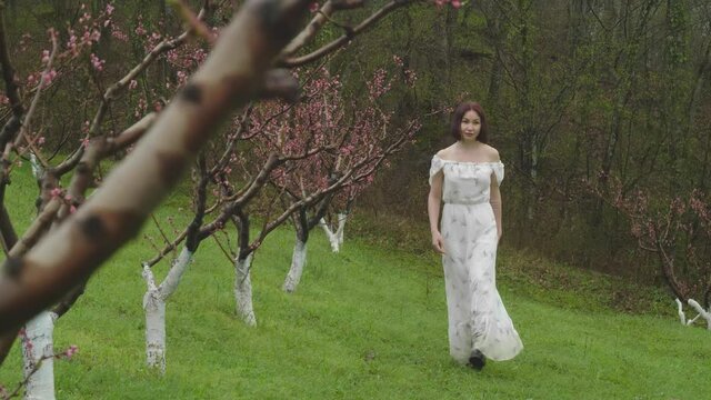 A blooming peach orchard and a young woman