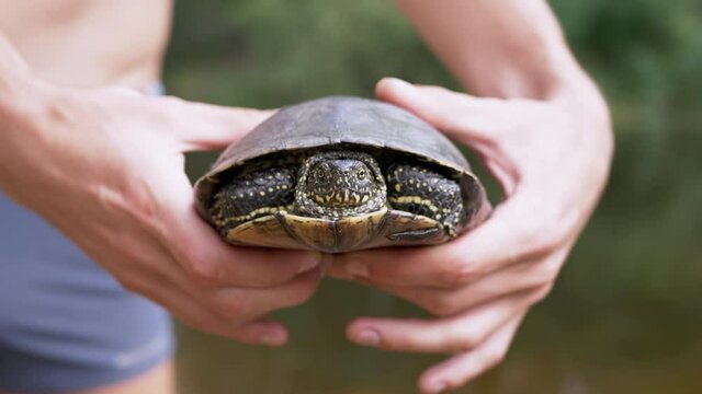 Male, Standing by the River, Holds a Pond Turtle in Hands. Captured European green tortoise hiding in a shell. Reptile opens and closes eyes. Emys orbicularis in beam sunlight. Summertime. Close up.
