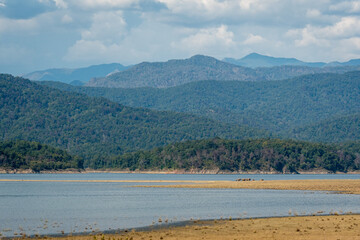 wild asian elephant family or herd in Habitat on ramganga river reservoir and foothills of himalaya at dhikala zone of jim corbett national park uttarakhand india - Elephas maximus indicus