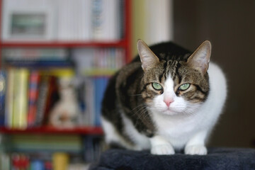 Beautiful tabby cat sitting on a cat tree at home. Selective focus.