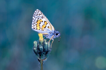 Macro shots, Beautiful nature scene. Closeup beautiful butterfly sitting on the flower in a summer garden.