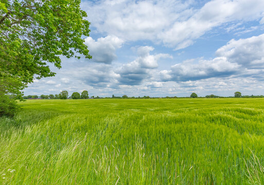 Wheat field in the wind ,Germany